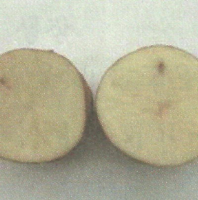 감자 내부갈색반점 피해 증상