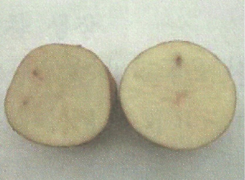 감자 내부갈색반점 피해 증상