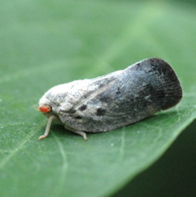 미국선녀벌레 성충