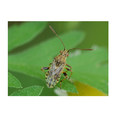 흑다리잡초노린재