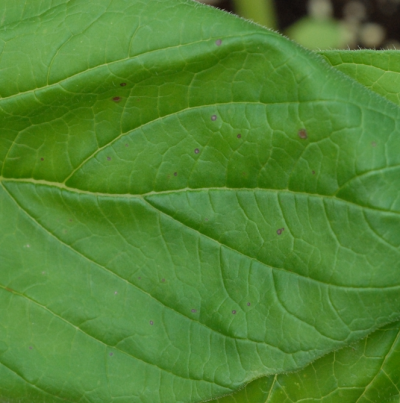 참깨 아보리코라 점무늬병 피해 증상