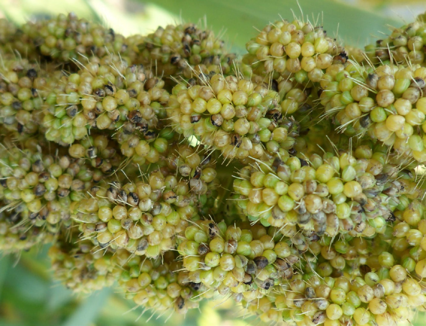 애긴노린재 피해 이삭