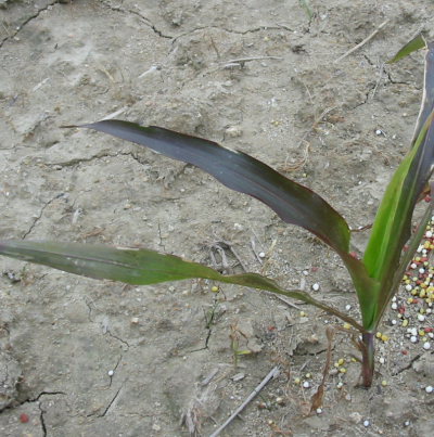 인산 결핍 잎 증상