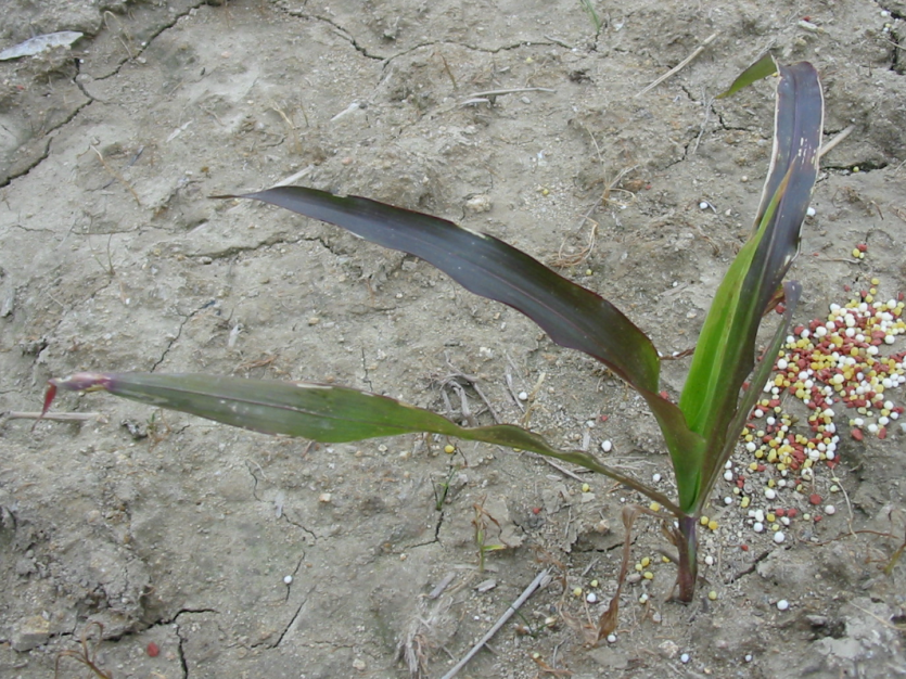 인산 결핍 잎 증상