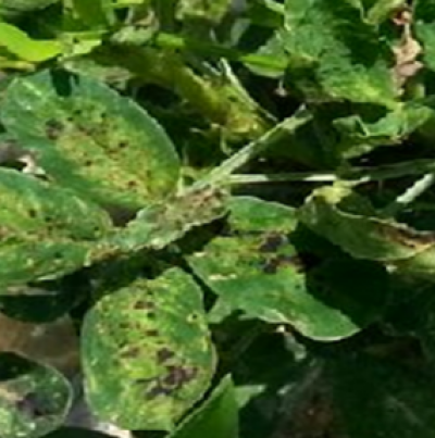 토마토반점위조병 피해 증상