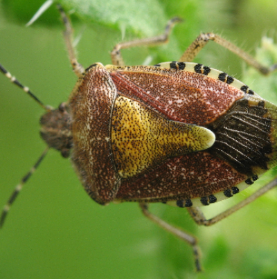 알락수염노린재 성충