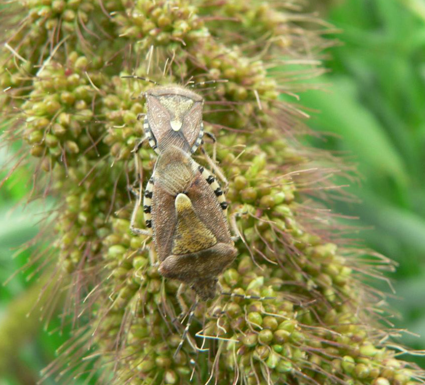 알락수염노린재 이삭 가해