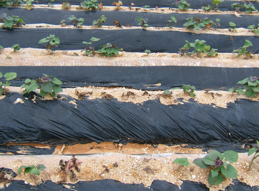 고구마 덩굴쪼김병 발병 포장