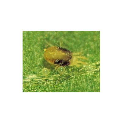 점박이응애 성충 여름형