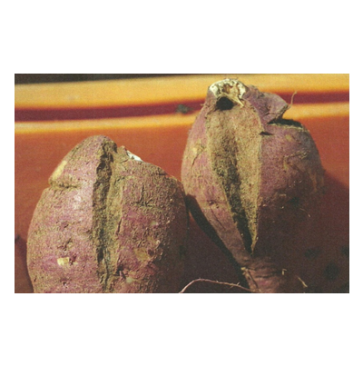 고구마 갈라짐 피해 증상