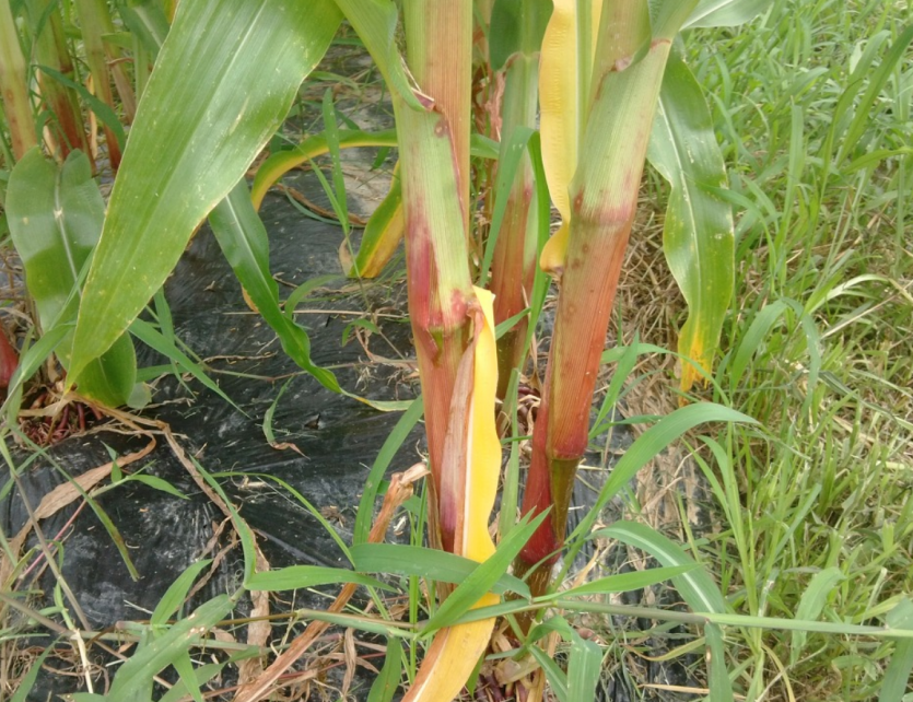 인산 결핍 잎집 증상 2