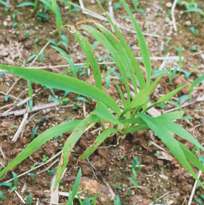 조 도열별 잎 병징