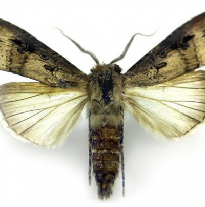 검거세미밤나방 성충