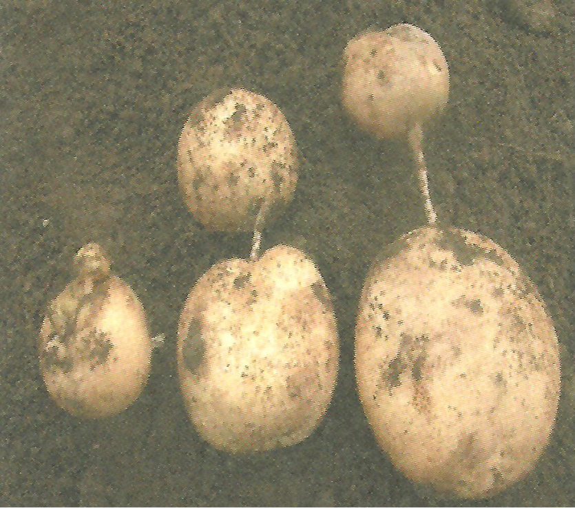 2차 생장 증상 2