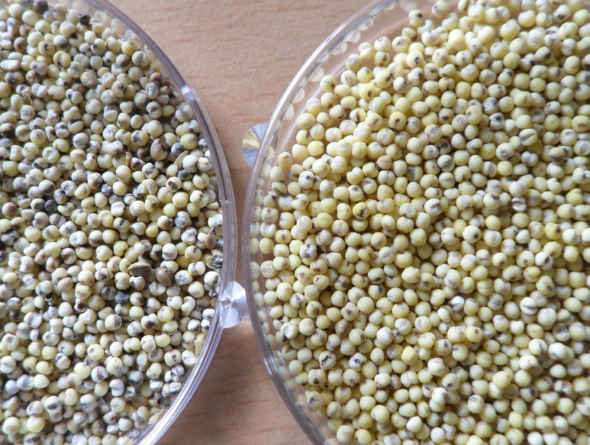 알락수염노린재 피해 및 건전 알곡