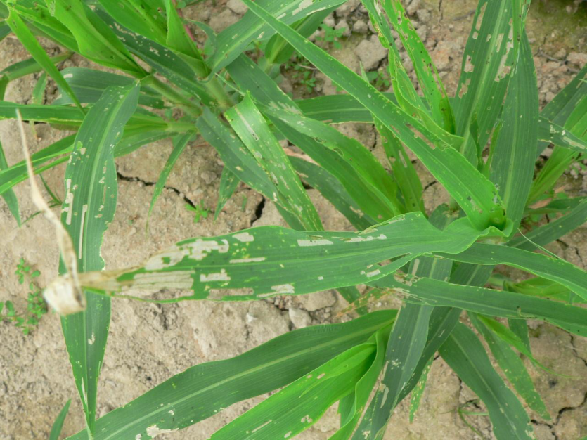 파밤나방 피해 증상