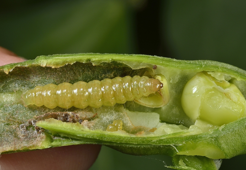 콩명나방 꼬투리 피해