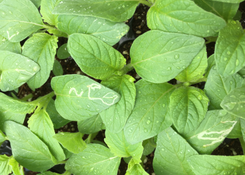 아메리카잎굴파리 피해