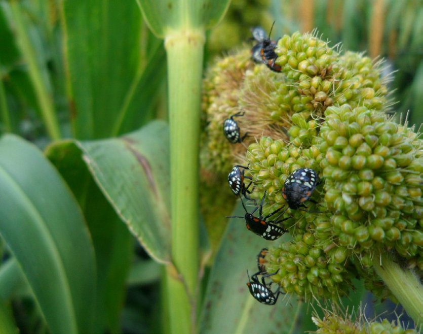 풀색노린재 2령 약충 이삭가해