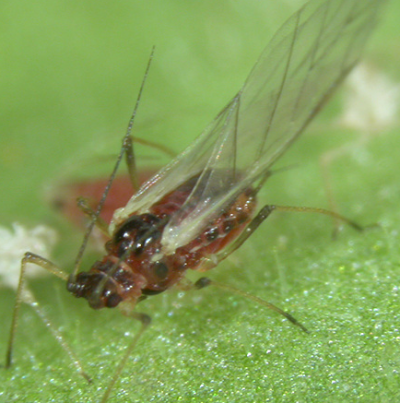 복숭아혹진딧물 유시충