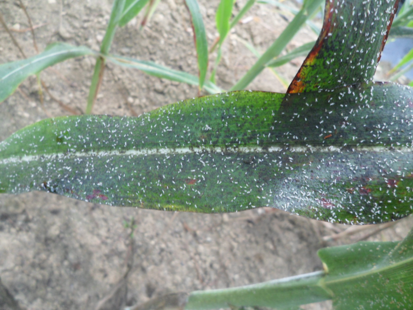 기장테두리진딧물 피해 증상