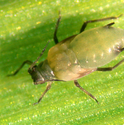 옥수수테두리진딧물 무시충