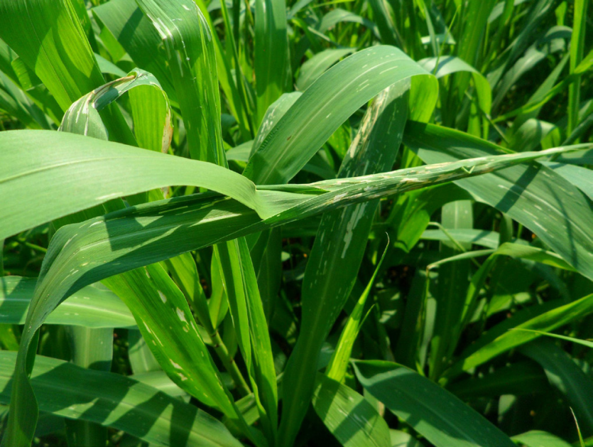 혹명나방 피해 증상 2