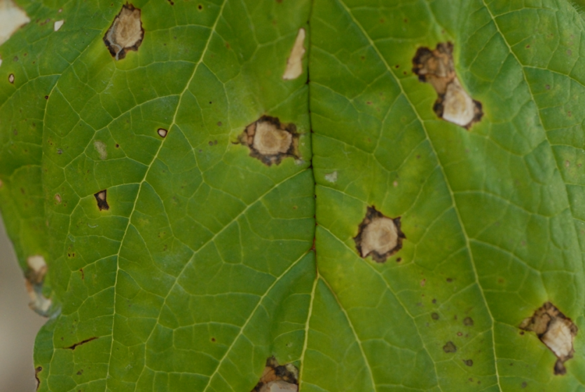 참깨 세균점무늬병 초기 증상 2