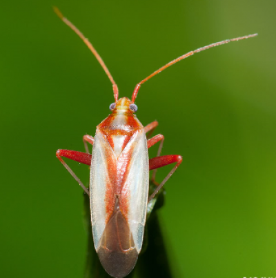 홍색얼룩장님노린재 성충