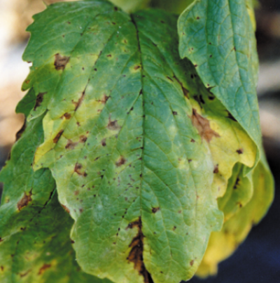 참깨 세균점무늬병 초기 증상