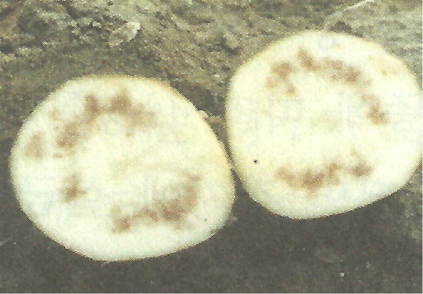 감자 내부갈색반점 피해 증상 5