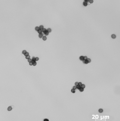 기장 깜부기병 병원균 후벽포자