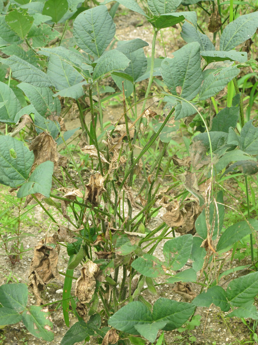 잎줄기마름병 전체 포기