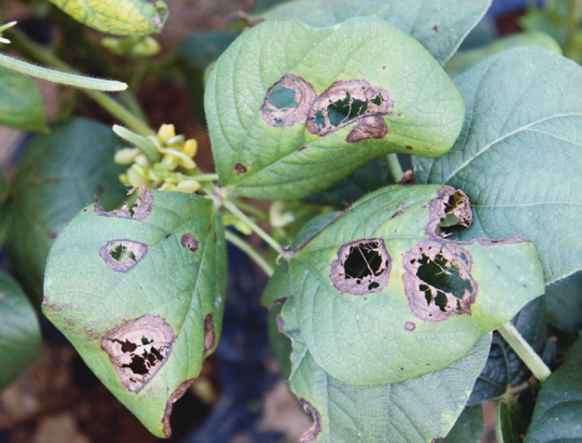 녹두 잿빛곰팡이병 잎 병징 2