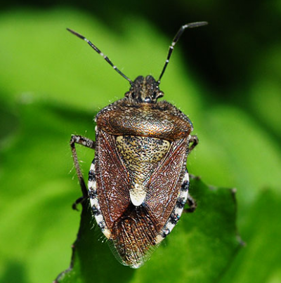 알락수염노린재 성충