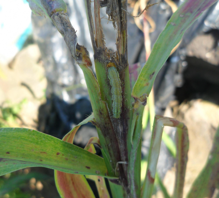 왕담배나방 신초 가해