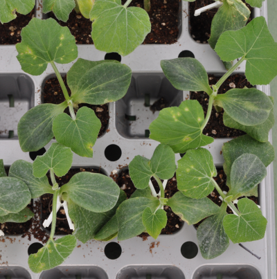 호박 세균점무늬병 유묘