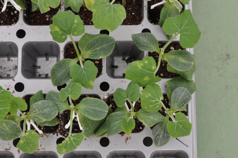 호박 세균점무늬병 유묘