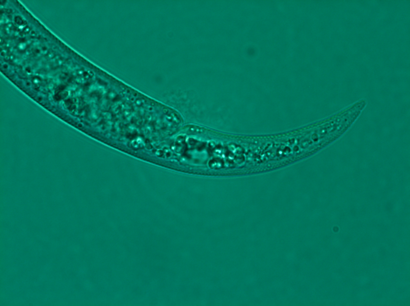 성충의 꼬리 형태