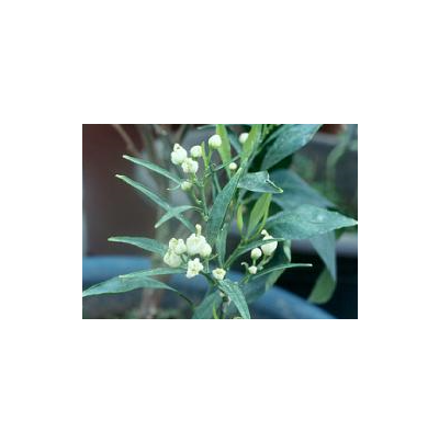 글라이포세이트에 의한 꽃의 기형