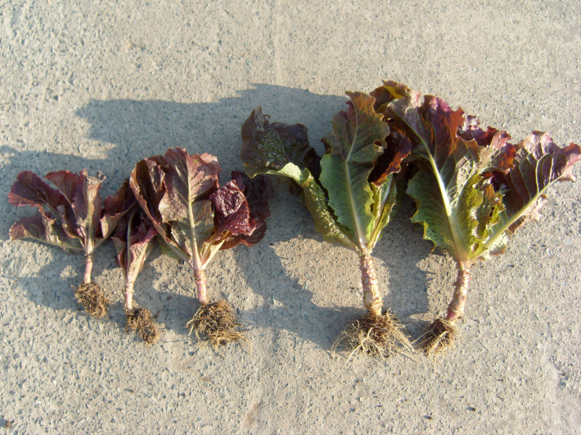 피해주(좌)와 건전주(우)