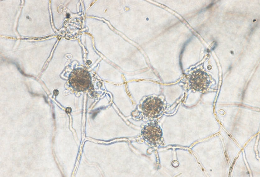 병원균(난포자)
