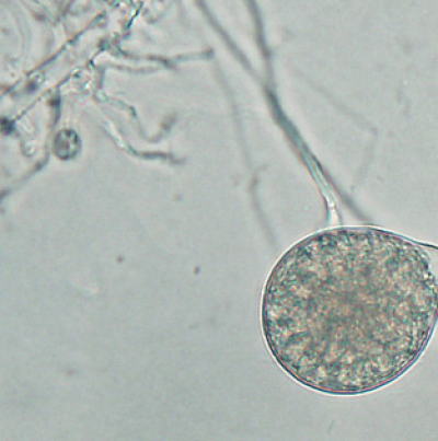 병원균 유주자낭