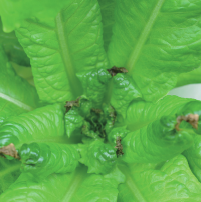 상추 잎끝마름증 발생