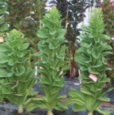 상추의 추대 증상