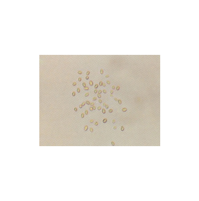 병원균(병포자)