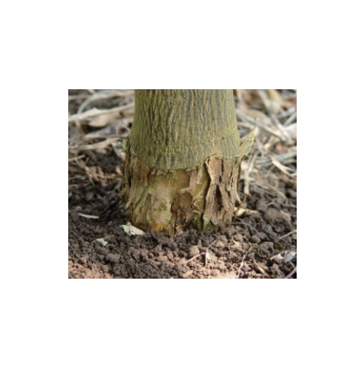 대목 Bark scaling 증상