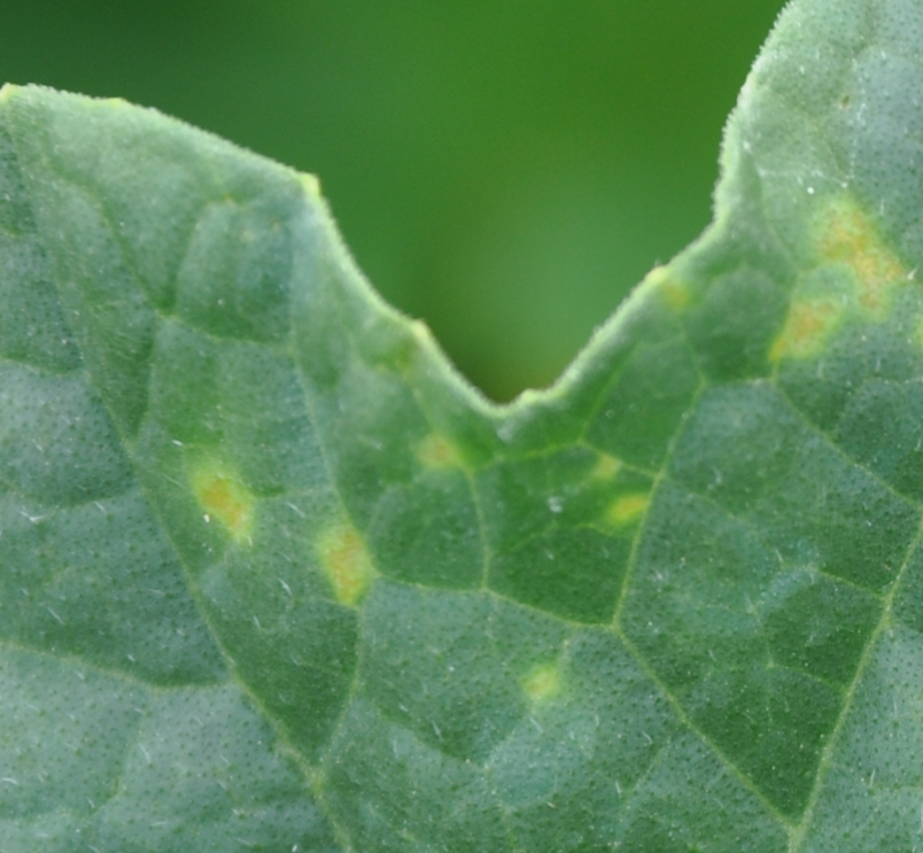 초기(밝은 노란색 작은점)