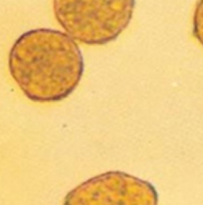 병원균(수포자)  