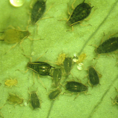 성충과 약충(몸색이 다양함)